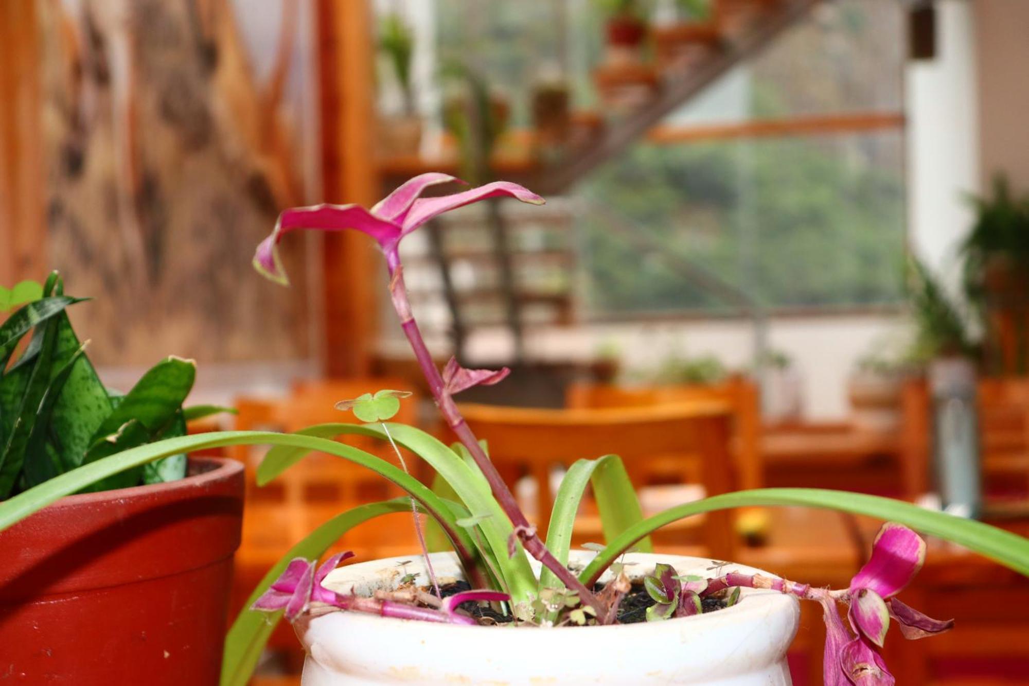 Fenix Hotel Machupicchu 외부 사진